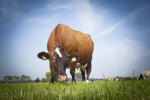 Vers van de biologische boerderij
